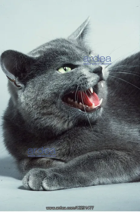 : GREY CAT - Snarling, shows aggression : GREY CAT - Snarling, shows aggression