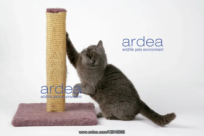  : Grey cat - using scratching post to sharpen claws