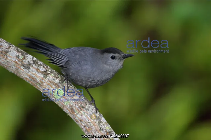: Grey Catbird : Grey Catbird