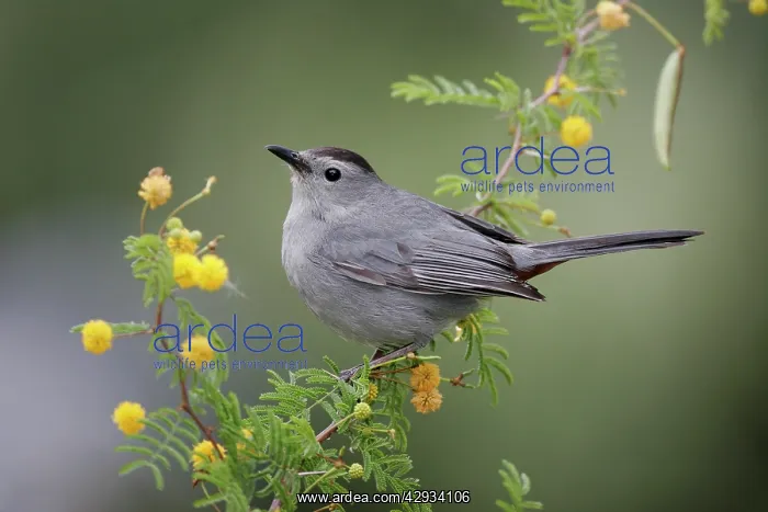  : Grey Catbird