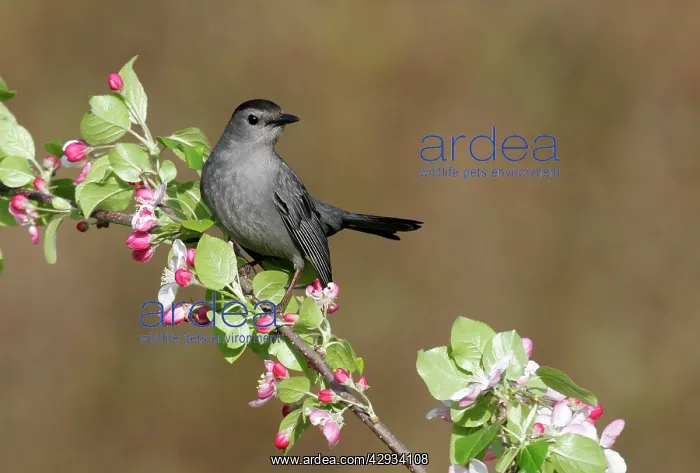 : Grey Catbird