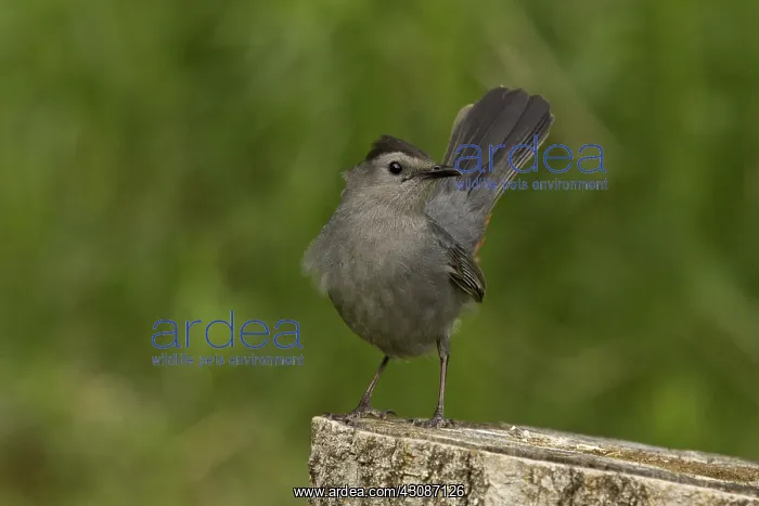 : Grey Catbird : Grey Catbird