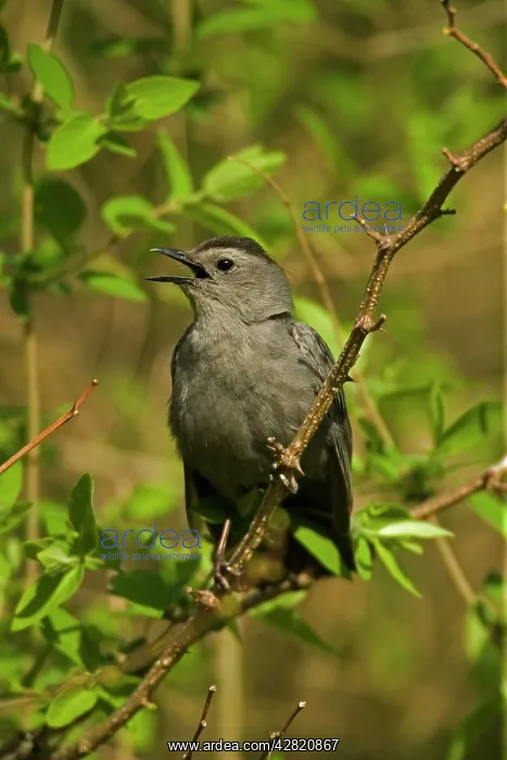 : Grey Catbird - Calling : Grey Catbird - Calling
