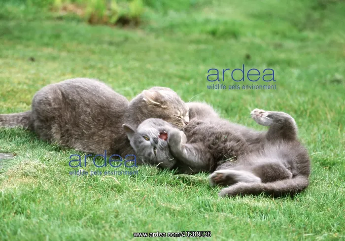 : grey CATS - play fighting : grey CATS - play fighting