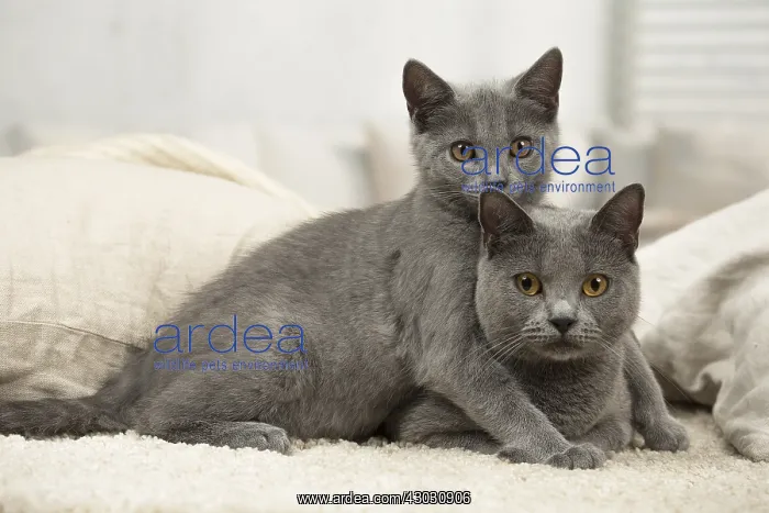  : Grey Chartreux cat and kitten indoors