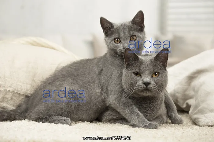  : Grey Chartreux cat and kitten indoors