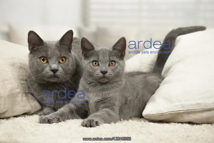  : Grey Chartreux cat and kitten indoors