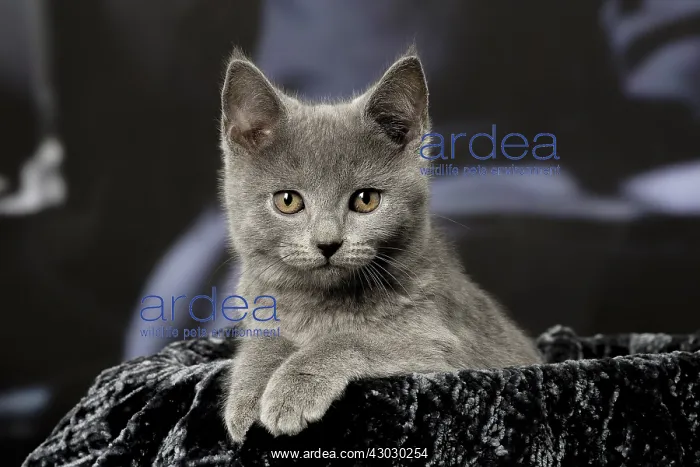  : Grey Chartreux kitten indoors