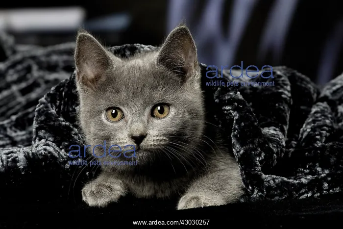  : Grey Chartreux kitten indoors