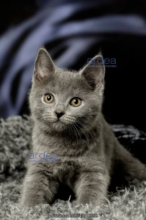  : Grey Chartreux kitten indoors