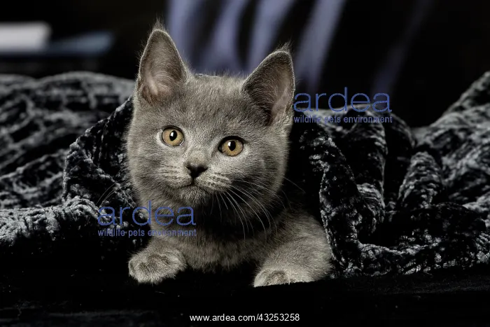  : Grey Chartreux kitten indoors