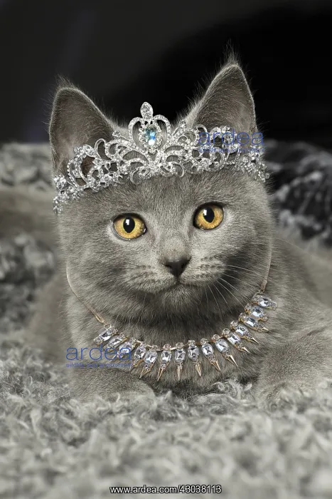 : Grey Chartreux kitten indoors wearing diamond : Grey Chartreux kitten indoors wearing diamond