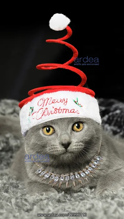 : Grey Chartreux kitten indoors wearing and necklace : Grey Chartreux kitten indoors wearing and necklace