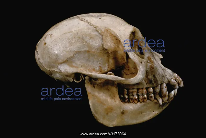 : Grey-cheeked Mangabey skull : Grey-cheeked Mangabey skull