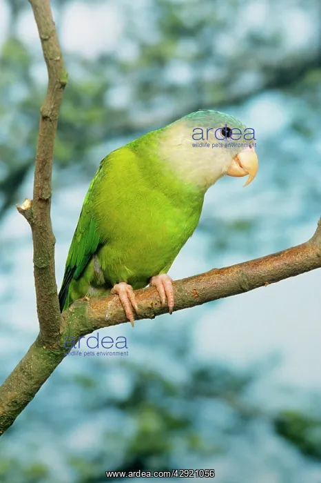 : Grey-cheeked Parakeet : Grey-cheeked Parakeet