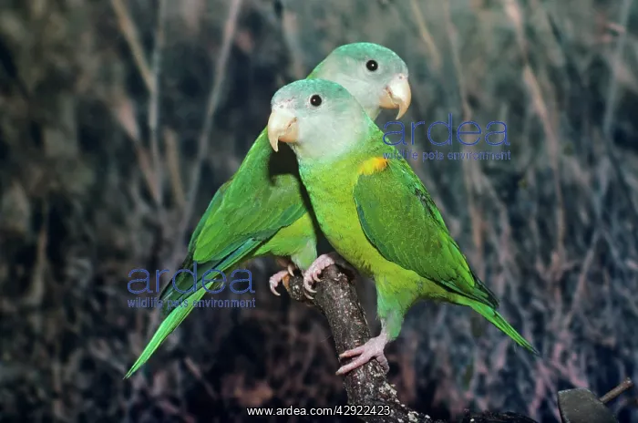 : Grey-cheeked Parakeet : Grey-cheeked Parakeet