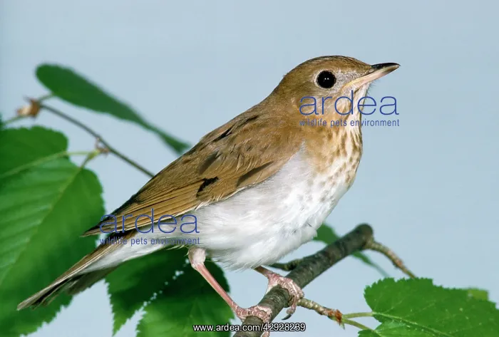 : Grey-Cheeked Thrush : Grey-Cheeked Thrush