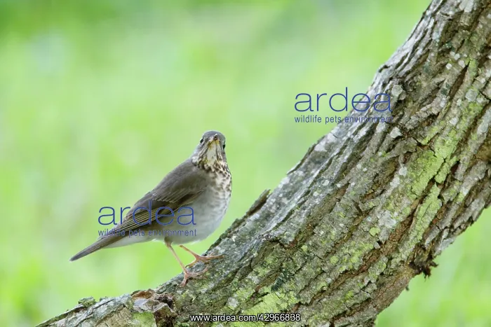  : Grey-cheeked Thrush