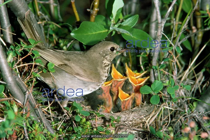 : Grey-cheeked Thrush - at nest : Grey-cheeked Thrush - at nest