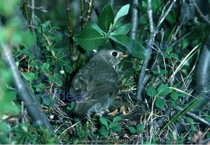 : GREY CHEEKED THRUSH - on nest with chicks : GREY CHEEKED THRUSH - on nest with chicks
