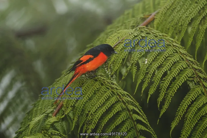 : Grey-chinned Minivet (Pericrocotus solaris) male : Grey-chinned Minivet (Pericrocotus solaris) male