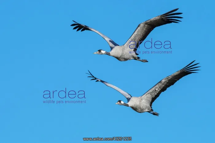 : Grey Common cranes (grus grus) flying in front of : Grey Common cranes (grus grus) flying in front of