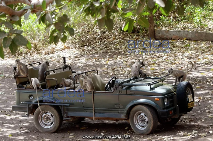 : Grey / Common Langur - Checking out a Maruti Gypsy : Grey / Common Langur - Checking out a Maruti Gypsy
