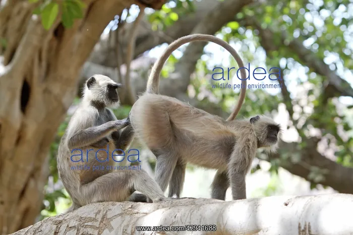 : Grey / Common langur - Grooming : Grey / Common langur - Grooming