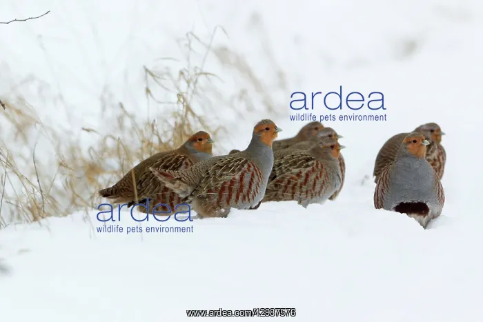 : Grey / Common Partridge : Grey / Common Partridge