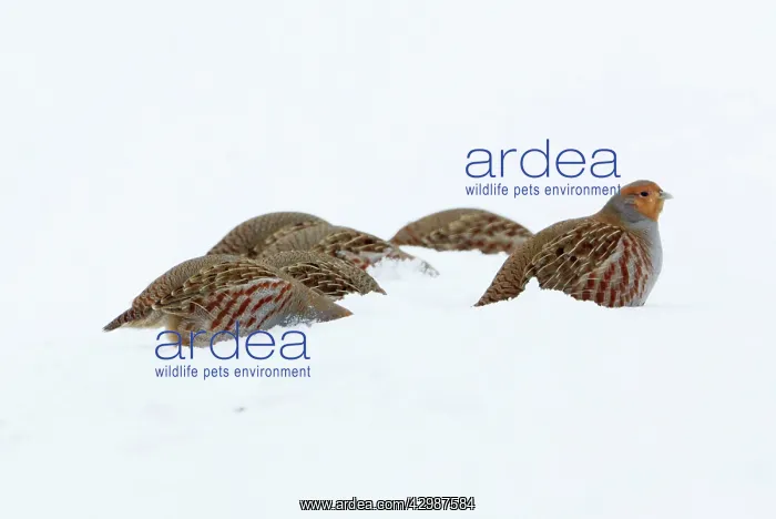 : Grey / Common Partridge : Grey / Common Partridge