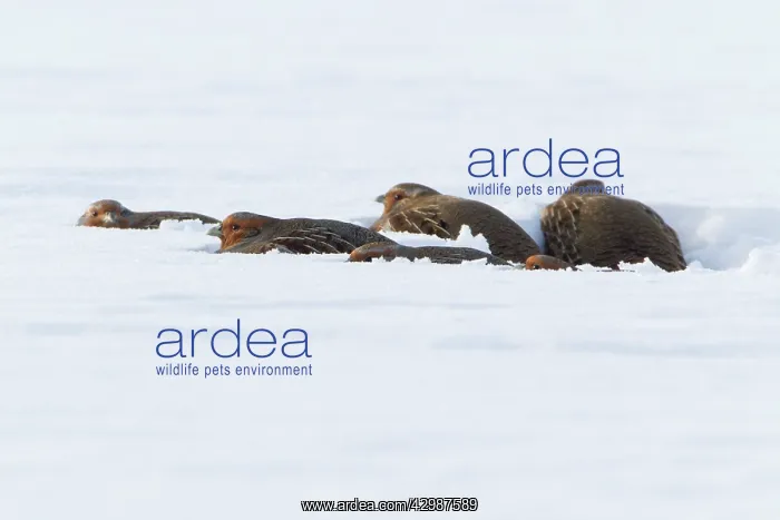 : Grey / Common Partridge : Grey / Common Partridge