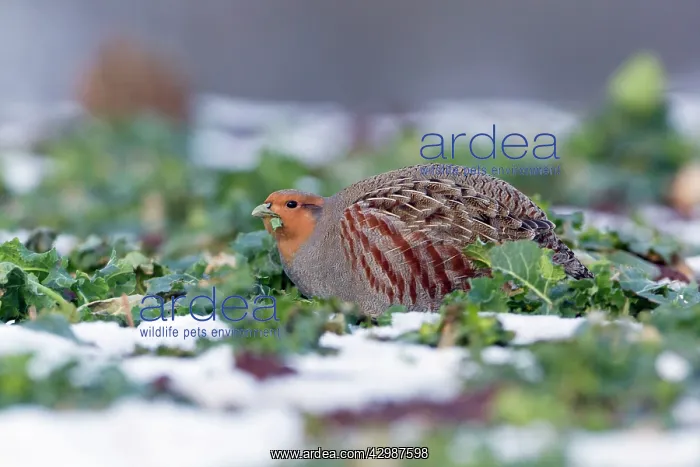 : Grey / Common Partridge : Grey / Common Partridge