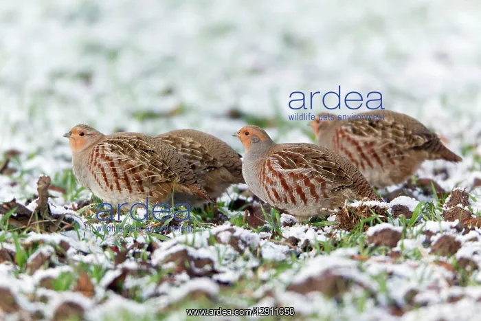 : Grey / Common Partridge - covey feeding on winter corn : Grey / Common Partridge - covey feeding on winter corn