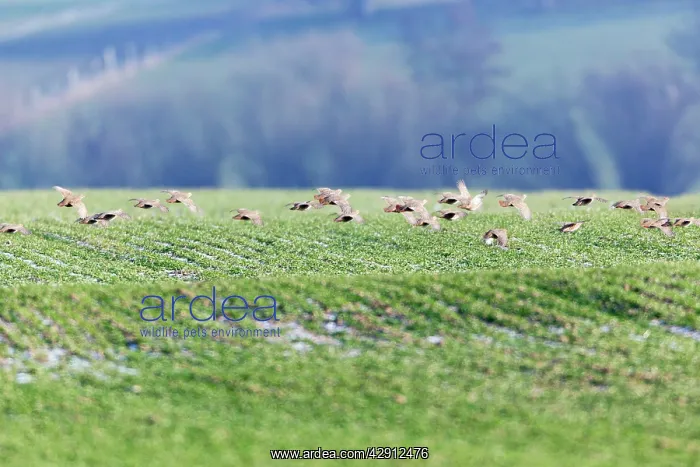 : Grey / Common Partridge - covey flying over winter corn : Grey / Common Partridge - covey flying over winter corn