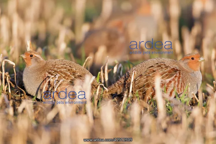 : Grey / Common Partridge - covey resting on corn : Grey / Common Partridge - covey resting on corn