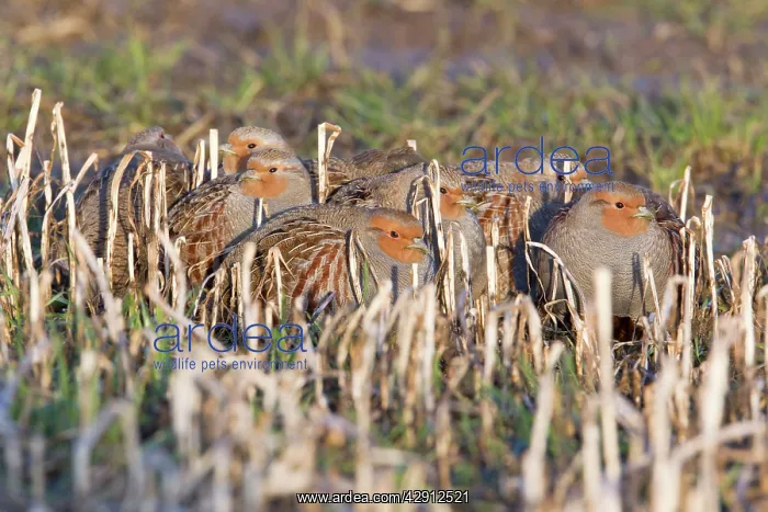 : Grey / Common Partridge - covey resting on corn : Grey / Common Partridge - covey resting on corn