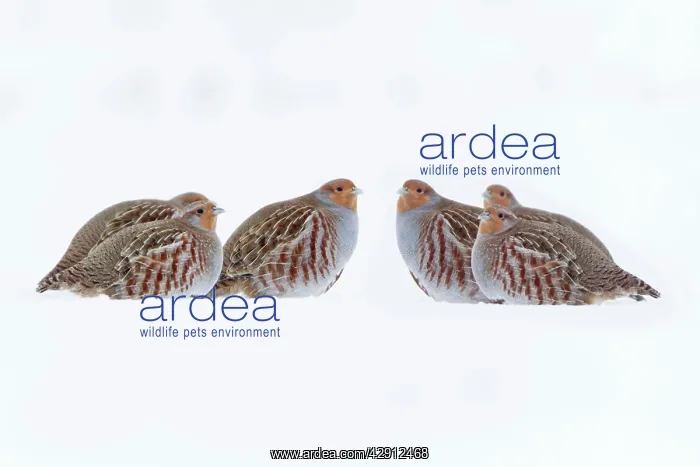 : Grey / Common Partridge - covey resting on snow : Grey / Common Partridge - covey resting on snow
