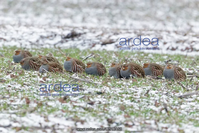 : Grey / Common Partridge - covey resting on winter corn crop : Grey / Common Partridge - covey resting on winter corn crop