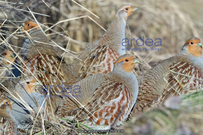 : Grey / Common Partridge - covey sunning itself : Grey / Common Partridge - covey sunning itself