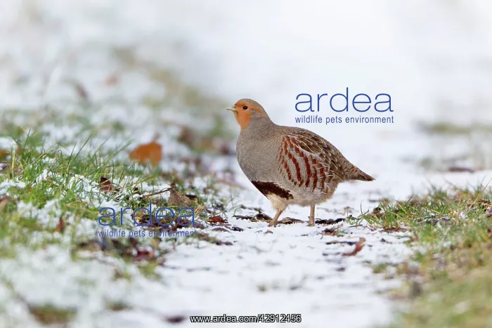 : Grey / Common Partridge - crossing snow covered farm track : Grey / Common Partridge - crossing snow covered farm track