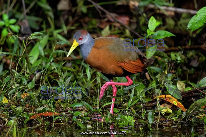 : The grey-cowled wood rail or grey-necked wood rail, Aramides : The grey-cowled wood rail or grey-necked wood rail, Aramides