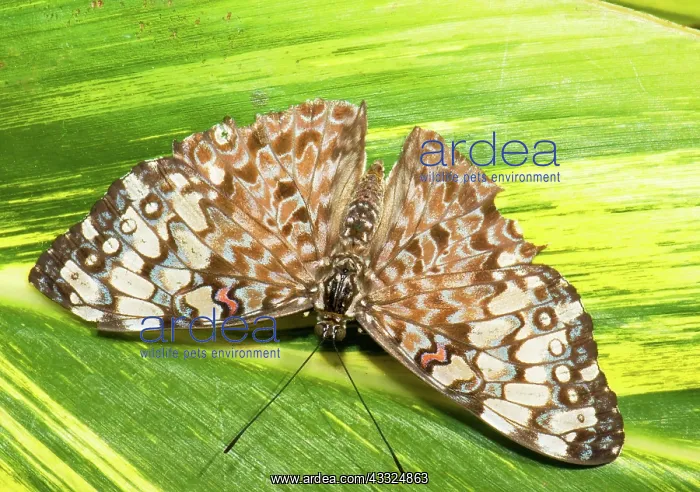 : Grey Cracker Butterfly : Grey Cracker Butterfly
