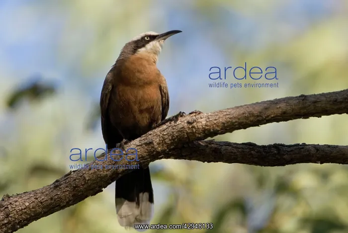 : Grey-crowned Babbler : Grey-crowned Babbler