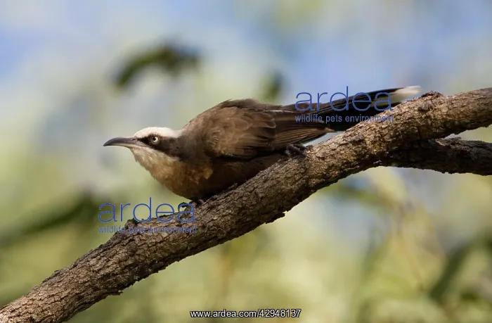: Grey-crowned Babbler : Grey-crowned Babbler