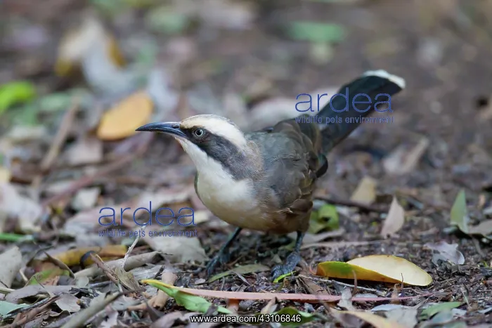 : Grey-crowned Babbler : Grey-crowned Babbler