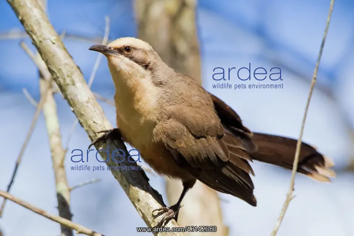: Grey-crowned Babbler : Grey-crowned Babbler