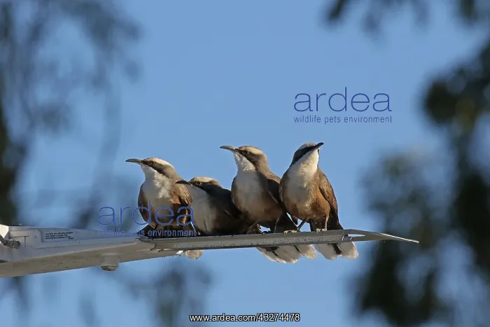  : Grey-crowned Babbler