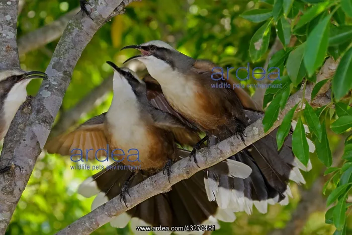  : Grey-crowned Babbler
