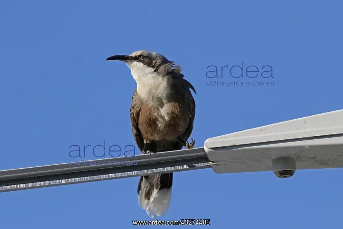  : Grey-crowned Babbler