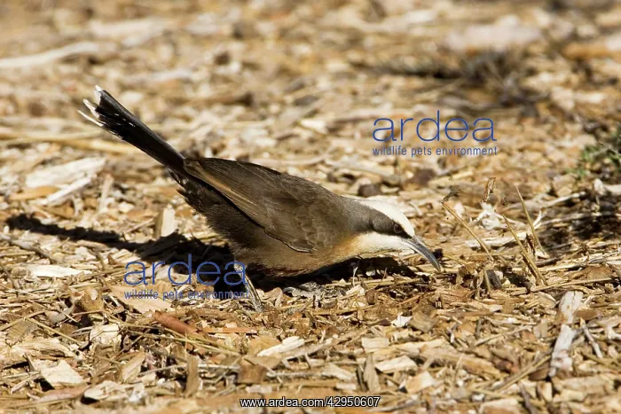 : Grey-crowned Babbler - Foraging : Grey-crowned Babbler - Foraging
